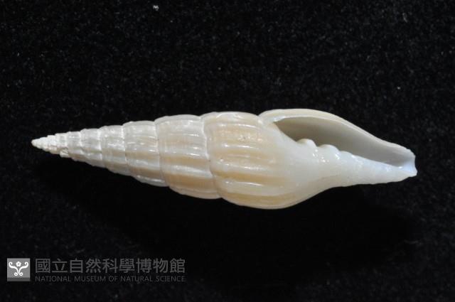 東沙春柏蛹筆螺藏品圖，第4張