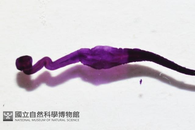 新種絛蟲藏品圖，第4張