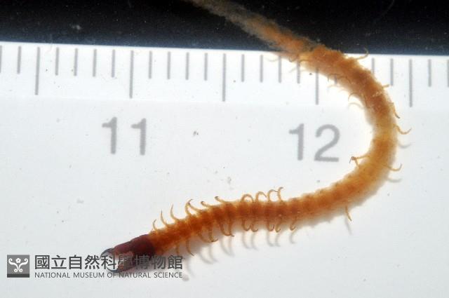 張氏長頭地蜈蚣藏品圖，第4張