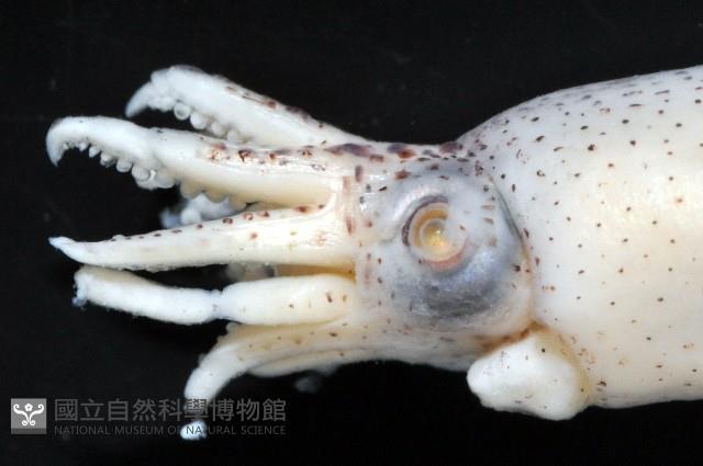 未知種爪魷藏品圖，第4張