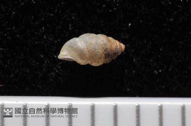卑南芝麻蝸牛藏品圖，第4張