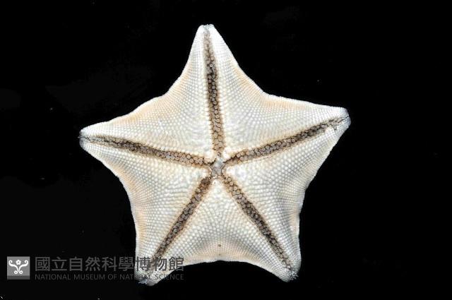 海燕藏品圖，第4張