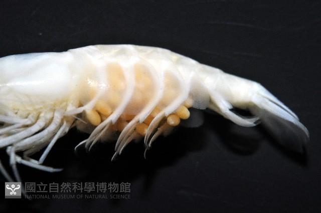 赤崁新米蝦藏品圖，第4張