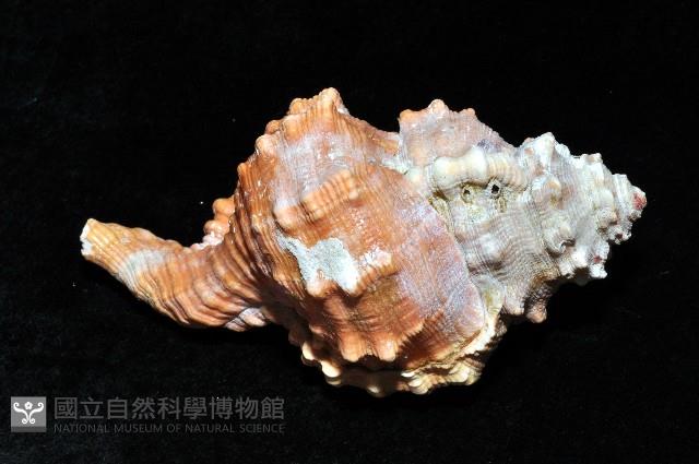 大象法螺藏品圖，第4張
