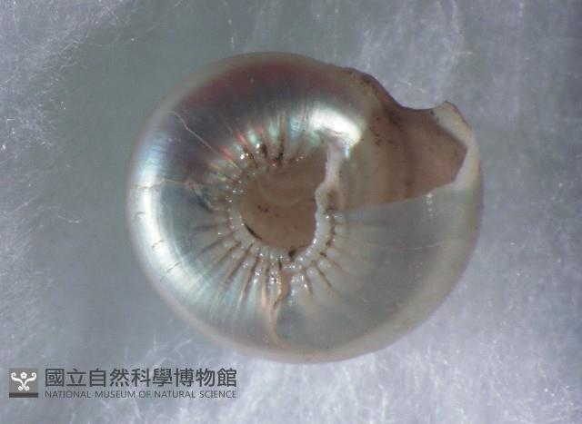 珠光鐘螺藏品圖，第4張
