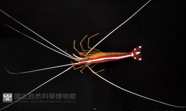 白背鞭藻蝦藏品圖，第4張