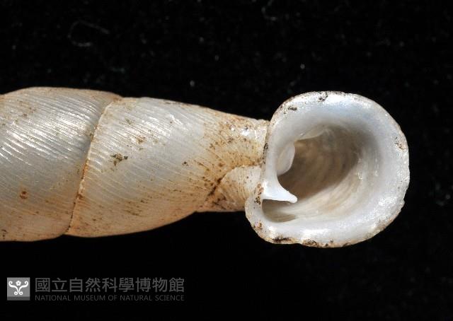 高木大傘口煙管蝸牛藏品圖，第4張