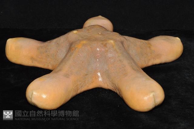 粒皮瘤海星藏品圖，第4張