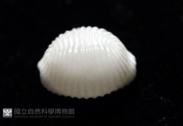 楊氏蛹螺藏品圖，第4張