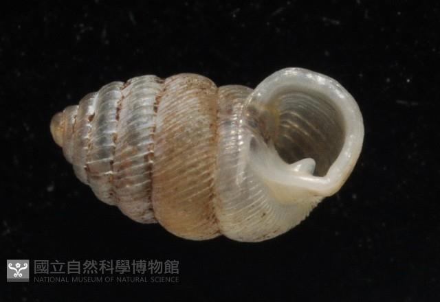 董王芝麻蝸牛藏品圖，第4張