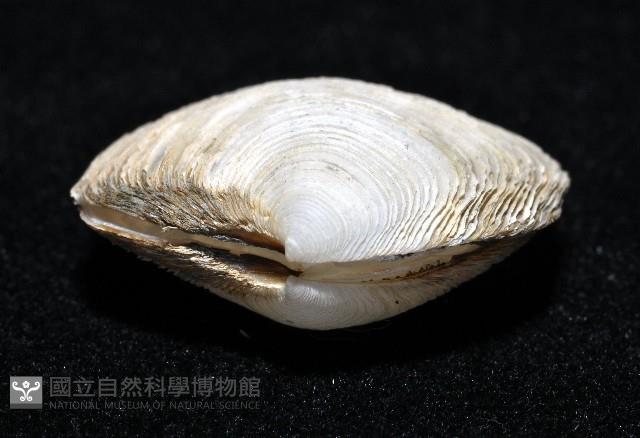 新種滿月蛤藏品圖，第4張