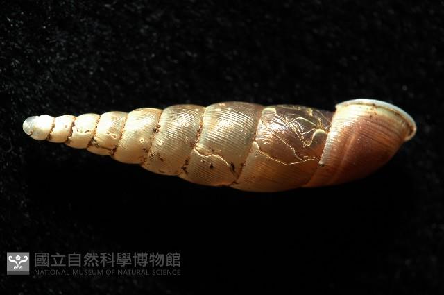 泰武煙管蝸牛(新種)藏品圖，第4張