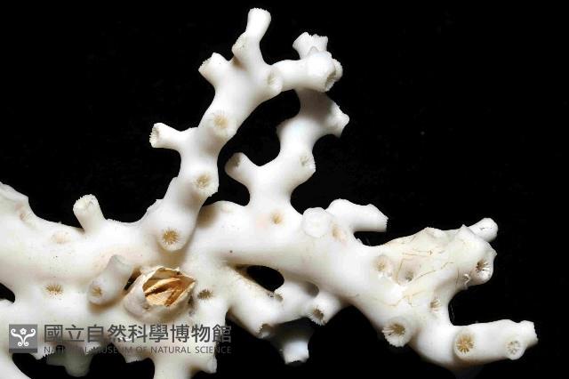 枝狀多目珊瑚藏品圖，第4張