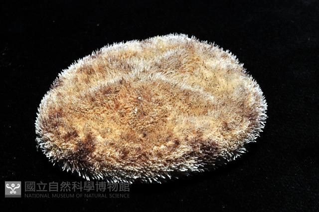 網楯海膽藏品圖，第4張