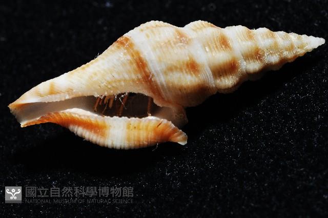 奧利佛捲管芋螺藏品圖，第4張