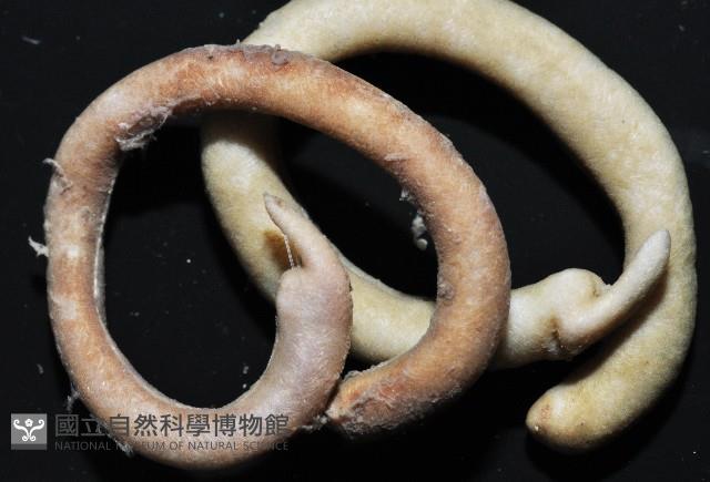 未知種腹溝綱新月貝藏品圖，第4張