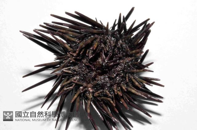 紫海膽藏品圖，第4張