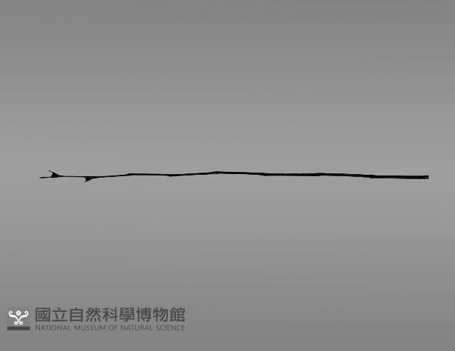 五年祭刺球架模型藏品圖，第4張