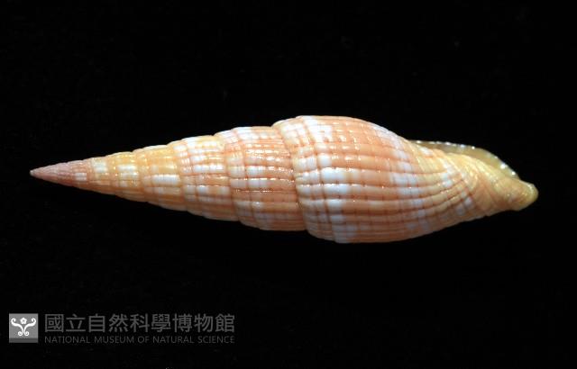 登錄號:007819-00121藏品圖，第4張