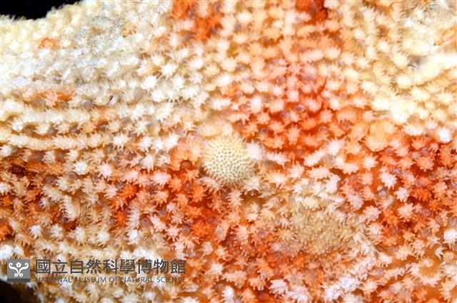 林氏海燕藏品圖，第4張