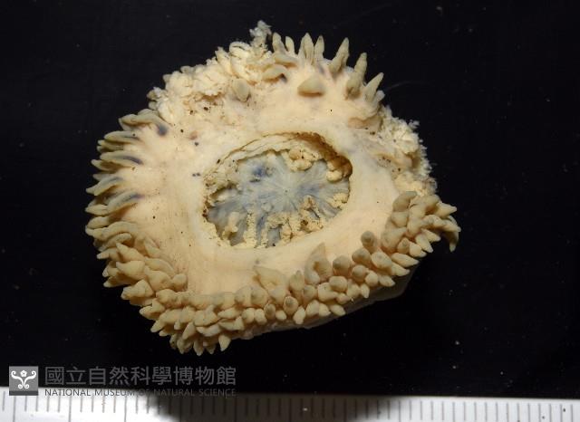 造殼海葵之一種藏品圖，第4張