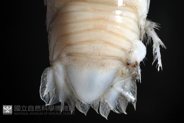 未知種浪漂水虱藏品圖，第4張