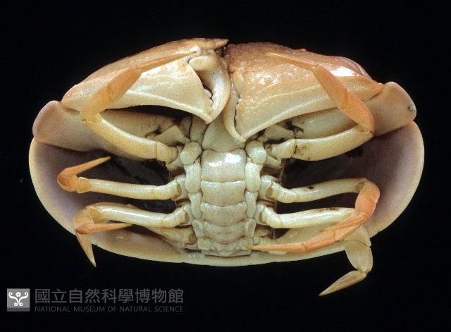 卡氏饅頭蟹藏品圖，第4張