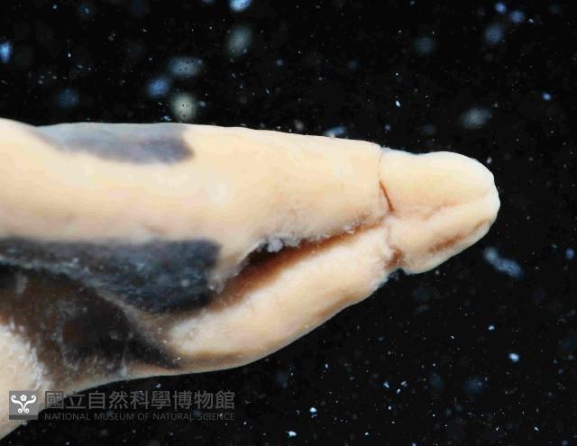 曙光無溝紐蟲藏品圖，第4張