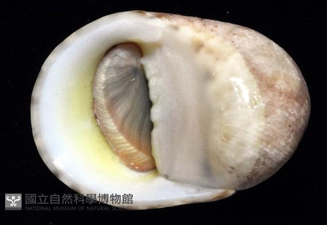 玉女蜑螺藏品圖，第4張