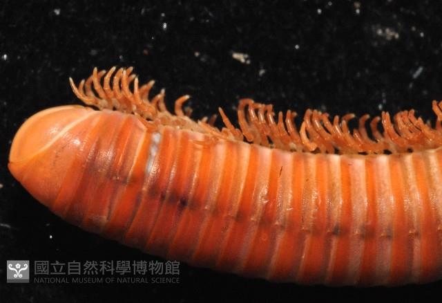 磚紅厚甲馬陸藏品圖，第4張