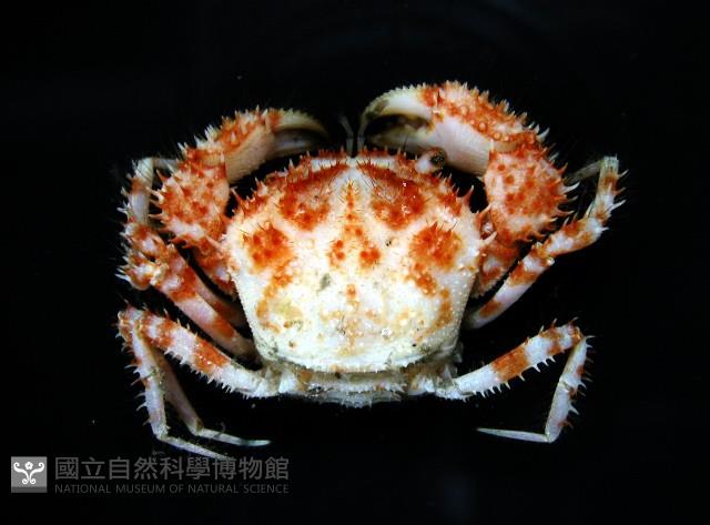 道氏毛刺蟹藏品圖，第4張