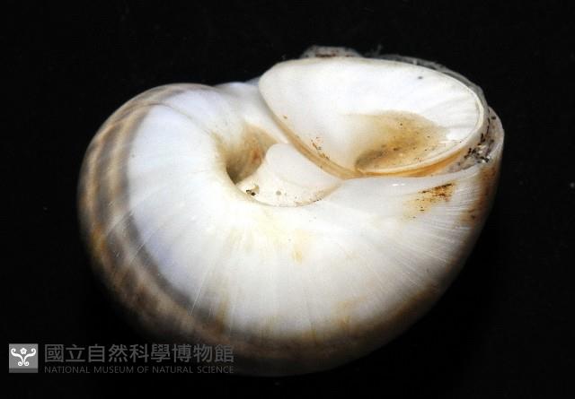 小灰玉螺藏品圖，第4張