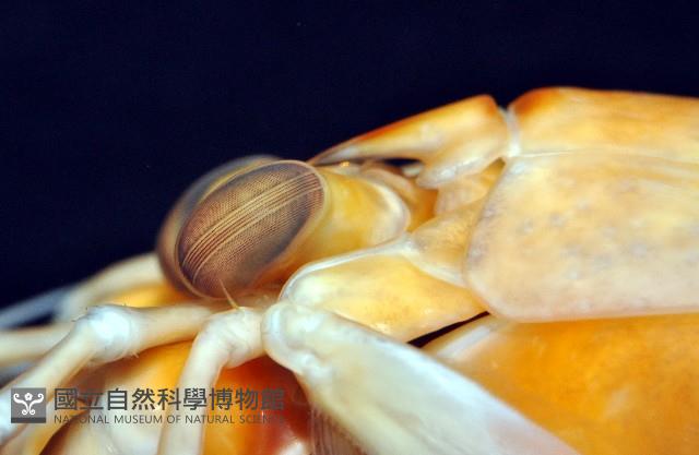 大指蝦蛄藏品圖，第4張