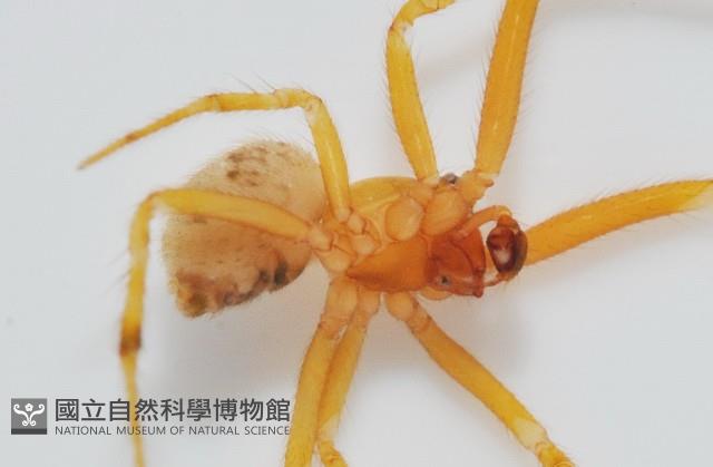 蘭嶼姬蛛藏品圖，第4張