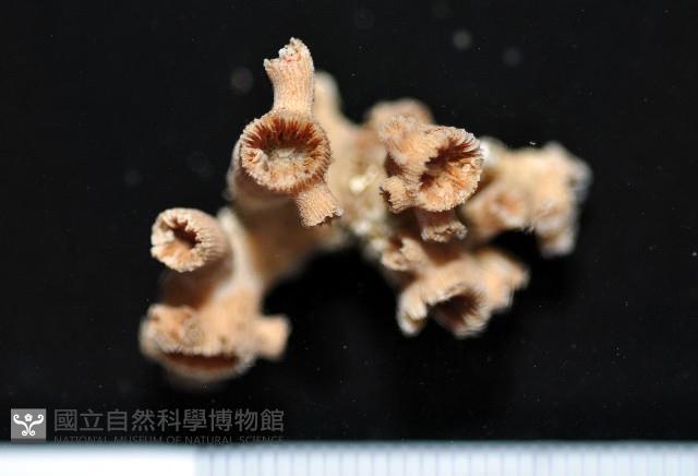 未知種樹珊瑚藏品圖，第4張