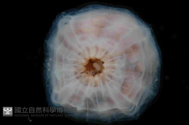 未知種面具水母藏品圖，第4張