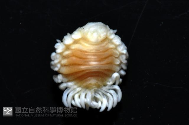 中華淺鰓虱藏品圖，第4張