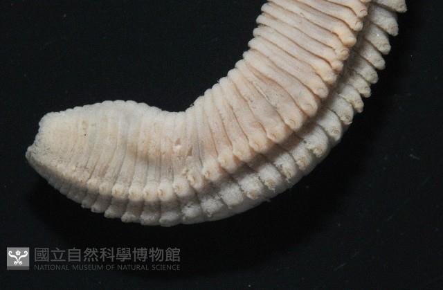 臺灣乳蟄蟲藏品圖，第4張