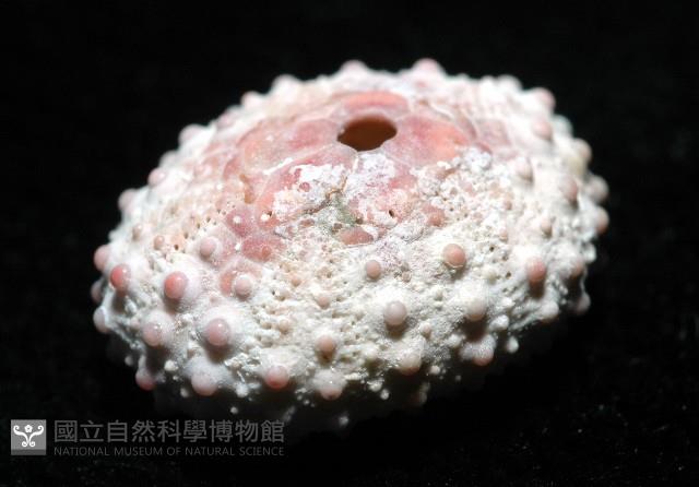 環棘偏海膽藏品圖，第4張
