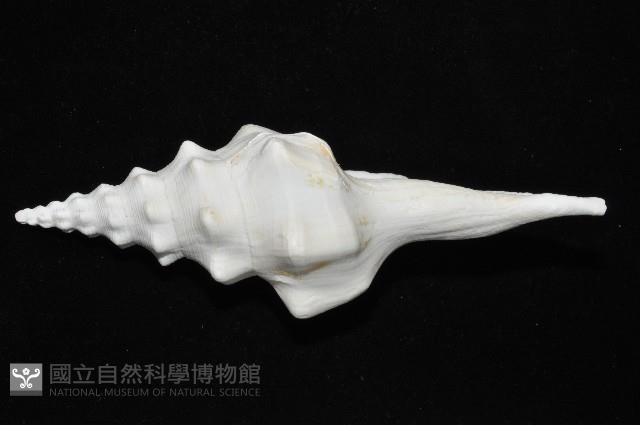 波緣長旋螺藏品圖，第4張