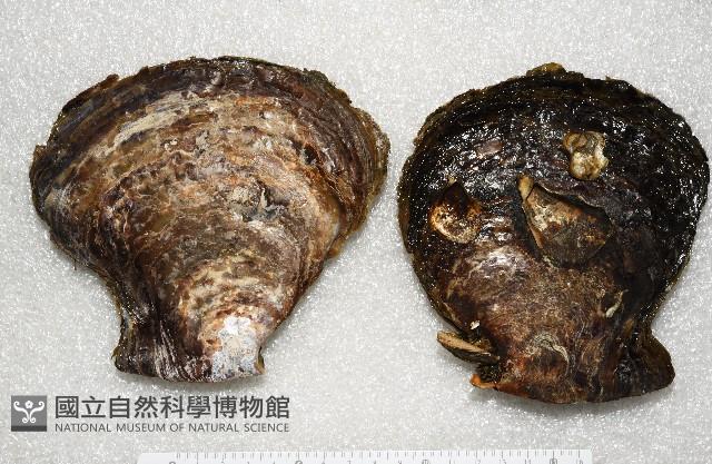 馬鞍(扁平)障泥蛤藏品圖，第4張