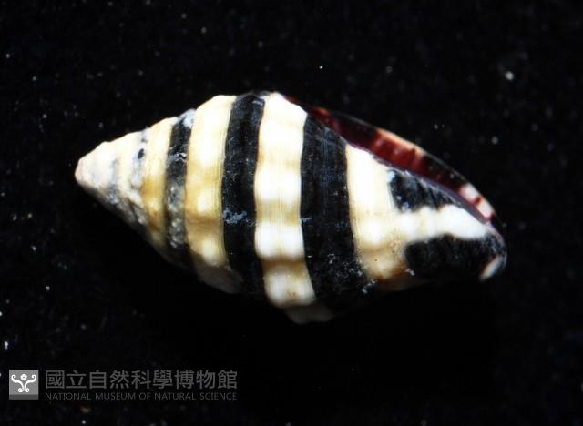 正斑馬峨螺藏品圖，第4張