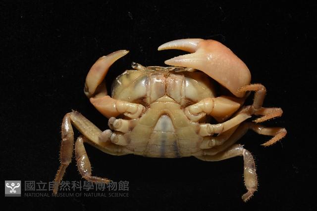 銹色澤蟹藏品圖，第4張