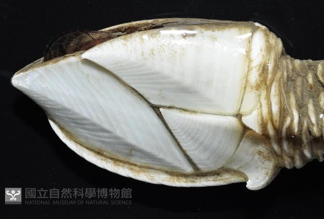 小甲小鎧茗荷藏品圖，第4張