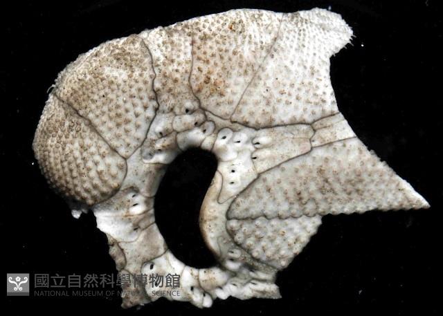 命運神海膽藏品圖，第4張