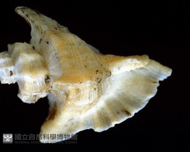 四翼芭蕉螺藏品圖，第4張