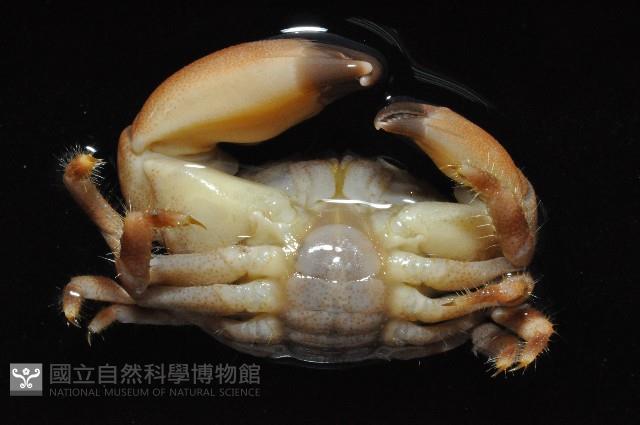 光輝圓扇蟹藏品圖，第4張