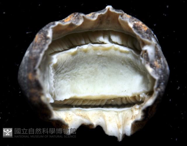 函館銼石鱉藏品圖，第4張