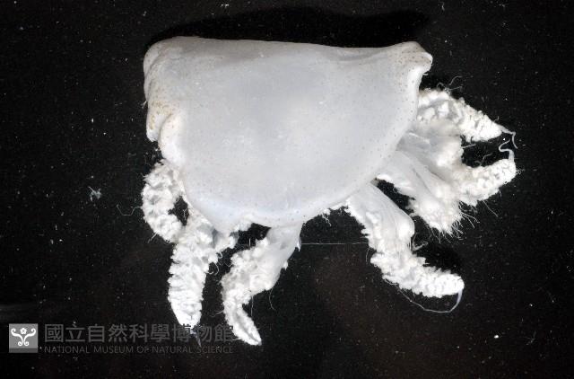 端鞭水母藏品圖，第4張