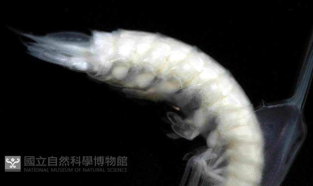未知種蝦蛄幼生藏品圖，第4張